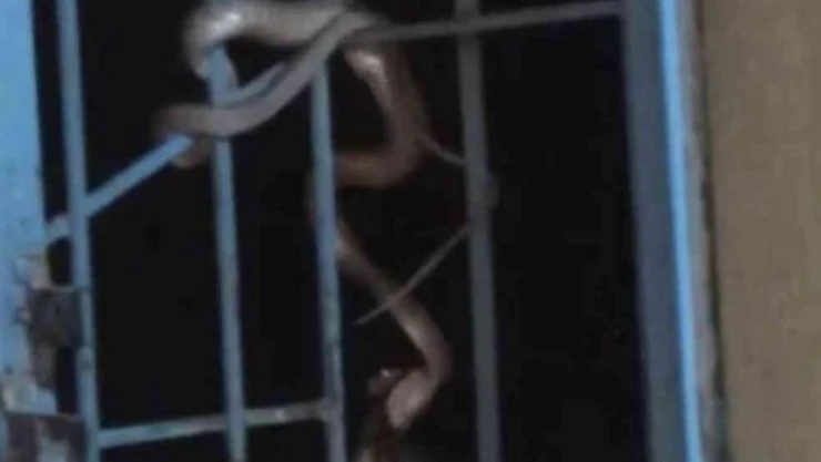 Avlanıp pencere korkuluklarına sarkan yılan paniğe neden oldu