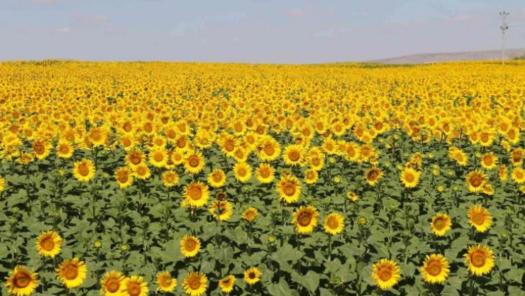 Ayçiçeği tarlalarında eşsiz manzaralar
