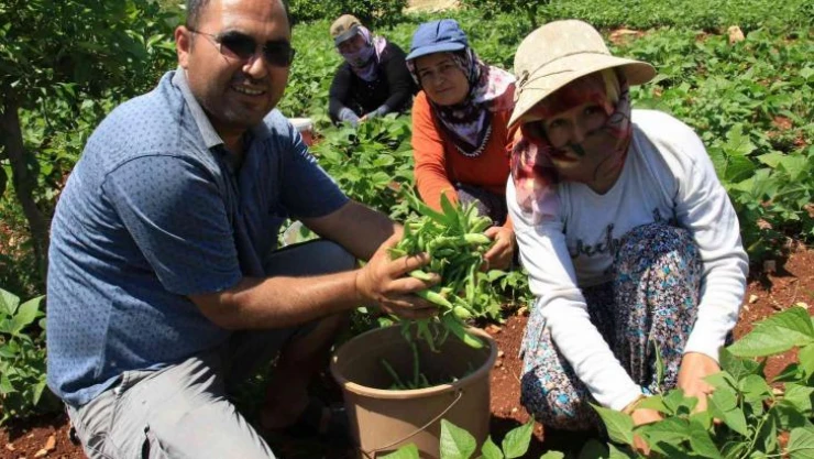 Ayşekadın fasulyesi 'Ayşe hanım' oldu
