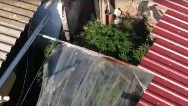 Bahçede sebze yerine kenevir yetiştirmiş