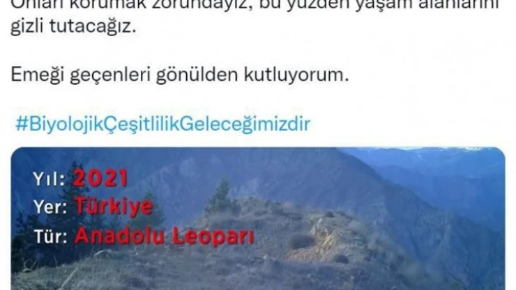 Bakan Kirişci'den 'Anadolu Leoparı' paylaşımı