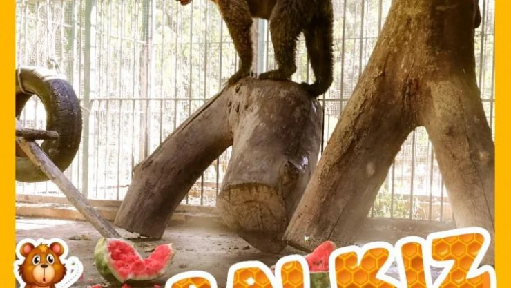 Balı fazla kaçıran ayının adı belli oldu