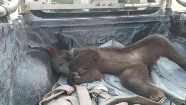 Balı fazla kaçırınca fenalaşan ayının yeni görüntüsü ortaya çıktı