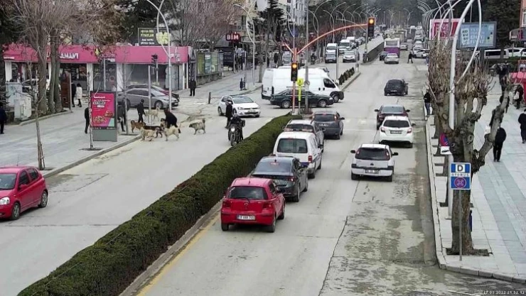 Başkan yardımcısı saldırıya uğrayan köpeği böyle kurtardı