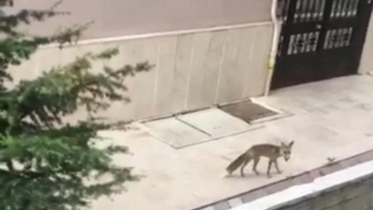 Başkentte aç ve susuz kalan tilkiler şehir merkezine indi