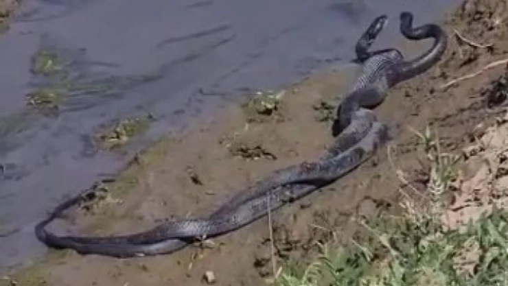 Bingöl'de 1,5 metrelik yılanların dansı görüntülendi