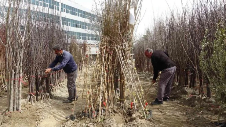 Bingöl'e bahar ayı geç de olsa geldi, fidan satışları başladı