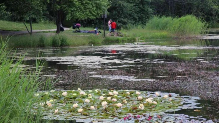 Bolu'da nilüfer çiçeklerini koparanlara 109 bin 593 lira ceza verilecek