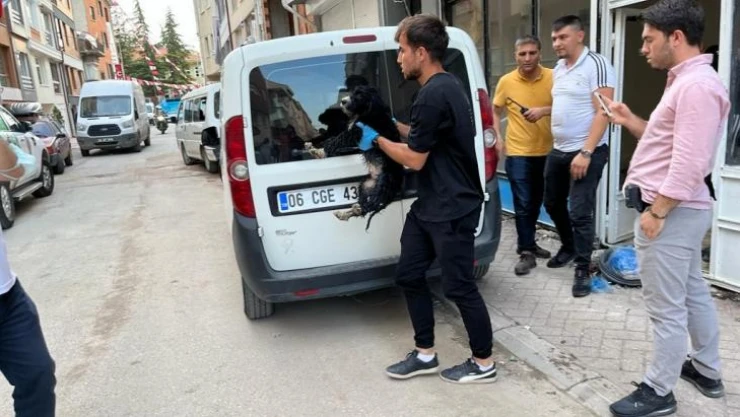 Boş dükkâna bağlanan köpek hayvan severlerin ihbarıyla kurtarıldı
