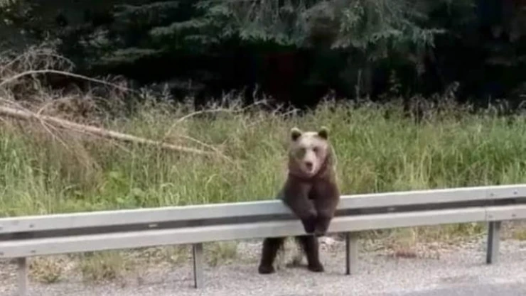 Boz ayı adeta poz verdi