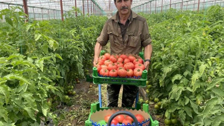 Burdur yaylalarında domates hasadı başladı