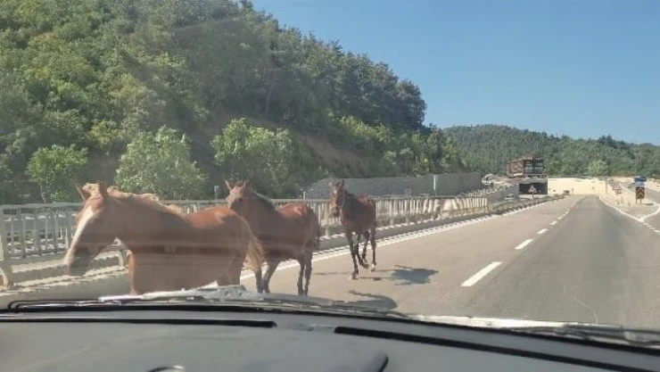 Bursa'da başıboş atlar trafiği birbirine kattı
