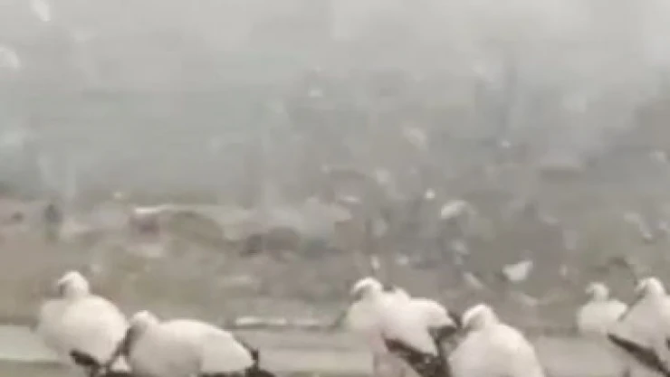 Bursa'da soğuktan donmak üzere olan leylekler kamerada