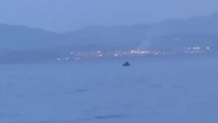 Bursa'da yunus balıklarının şovu kameralarda