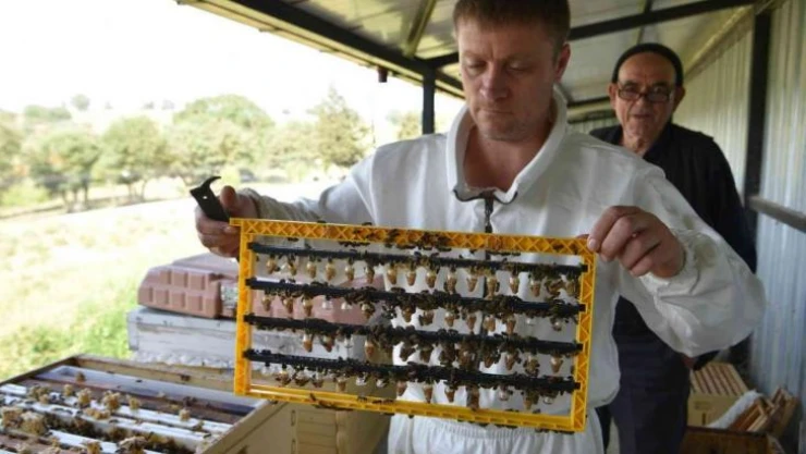 Büyükşehir'inin ana arıları yeni evlerine uçtu