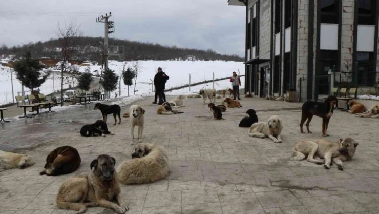 Çevre il ve ilçelerden bırakılan köpekler bir ilçenin en büyük sorunu oldu