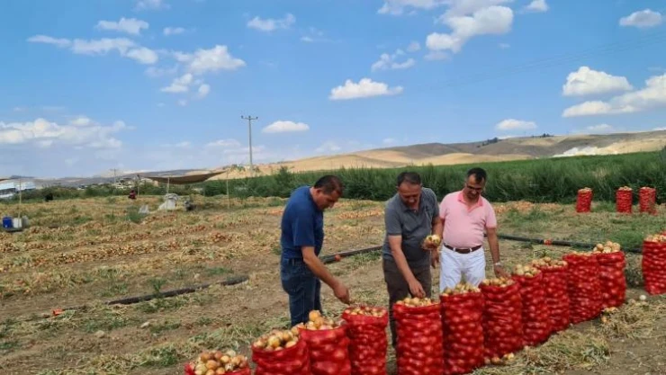Çorum'da soğan üretimi arttı