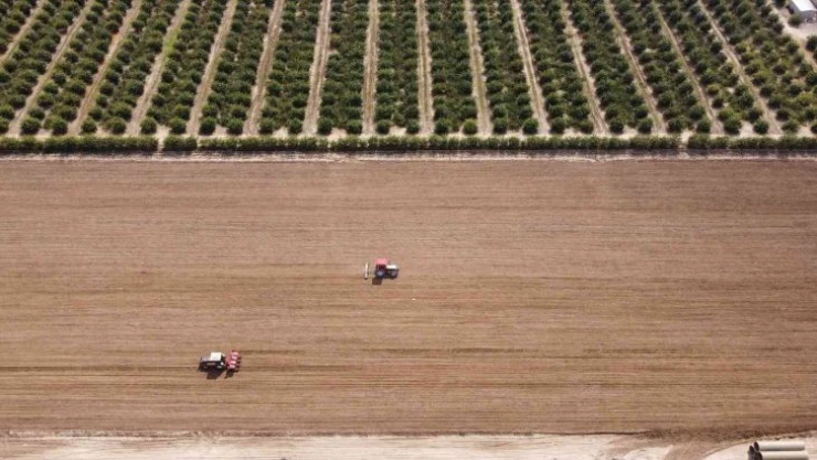 Çukurova'nın bereketli toprakları mısırla buluşmaya başladı
