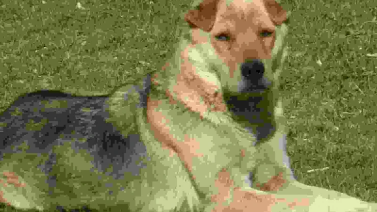 Cumhurbaşkanı Erdoğan'dan sokak köpekleri için acil adım talimatı