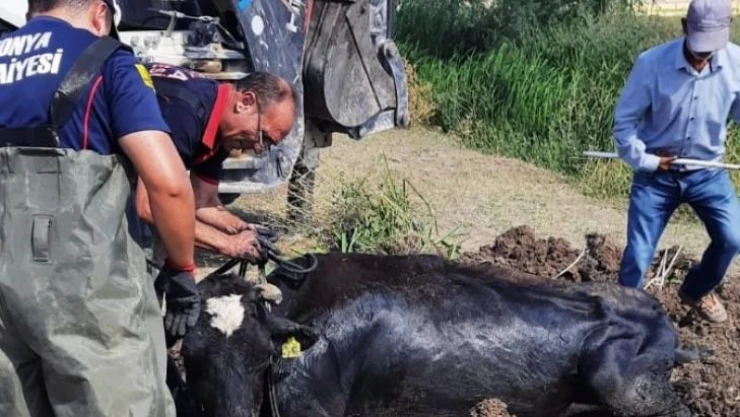 Derede mahsur kalan ineği itfaiye kurtardı