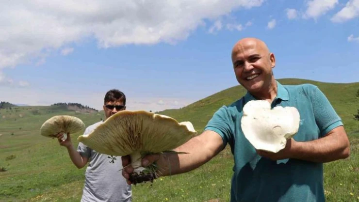 Devasa mantarlar görenleri şaşırtıyor