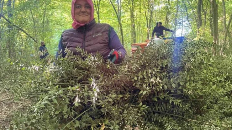 Dikenine katlanarak evlerine ekmek parası götürüyorlar