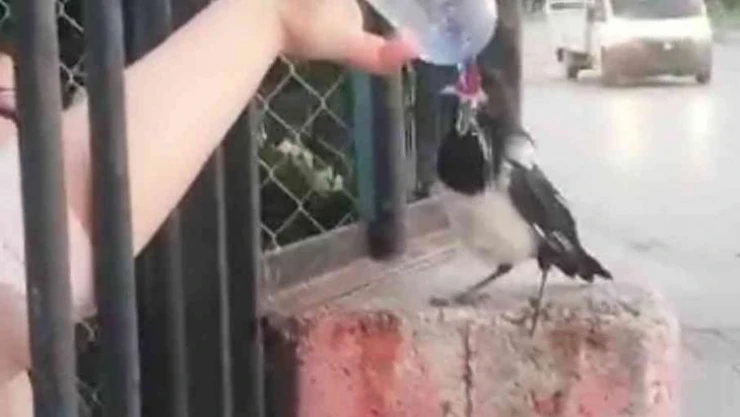 Duyarlı vatandaş susuz kalan kargaya elleriyle su içirdi