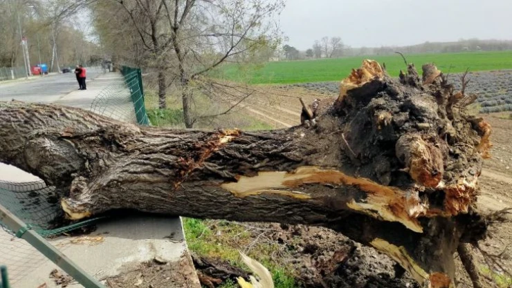 Edirne'de şiddetli fırtına: Dev ağaçlar devrildi
