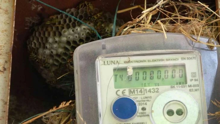 Elektrik arıza ekiplerinin başı arılarla dertte