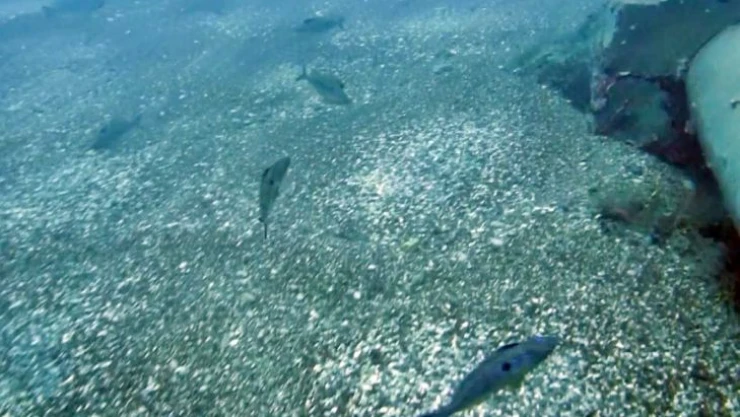 Erkek izmaritlerin yumurta nöbeti görüntülendi