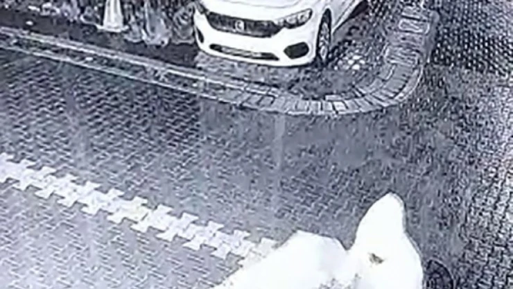 Esenyurt'ta pizza hırsızı güvenlik kamerasında
