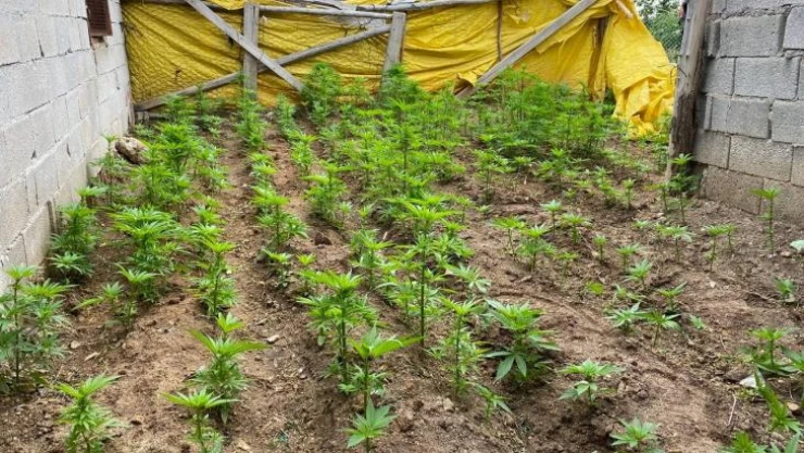 Evin bahçesini kenevir tarlasına çevirmişler