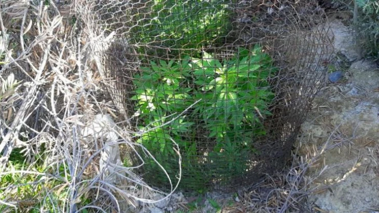 Evinin çevresini uyuşturucu bahçesine çeviren zanlı tutuklandı