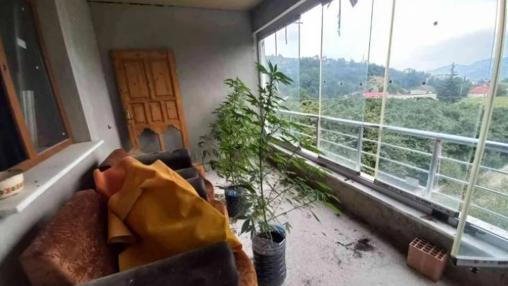 Evinin üst katında yetiştirdiği kenevir jandarmaya takıldı