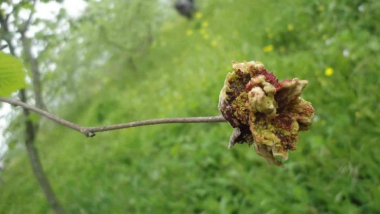 Fındık kozalak akarında mücadele zamanı
