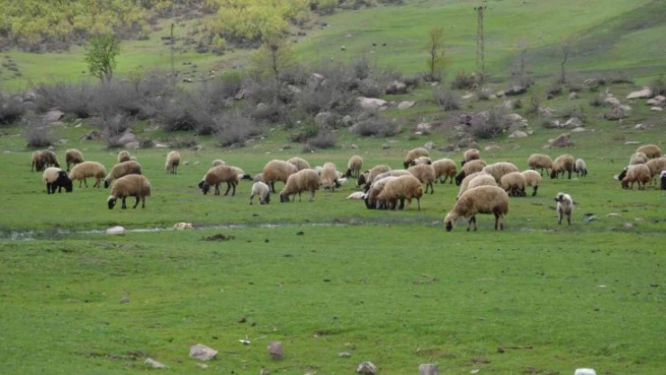 Göçerler kar erimeden Şırnak yaylalarına çıktı