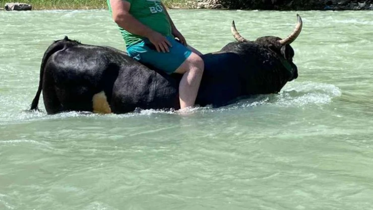 Güreşlere hazırladığı 600 kilogramlık boğasını Çoruh nehrinde yıkıyor