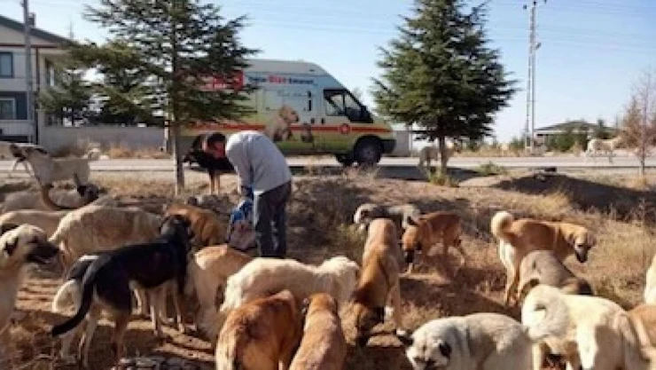 Hayvanları Koruma Kanunu değişiklik teklifinin genel gerekçesi ve madde gerekçeleri
