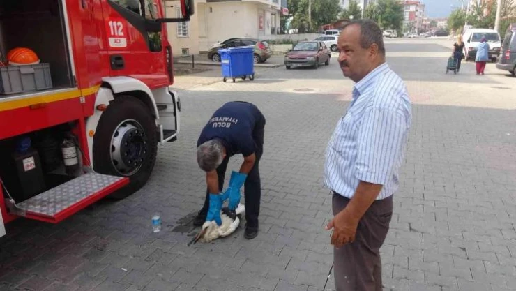 İlk uçuşunda yorgun düşen yavru leyleği yuvasına itfaiye ekipleri bıraktı