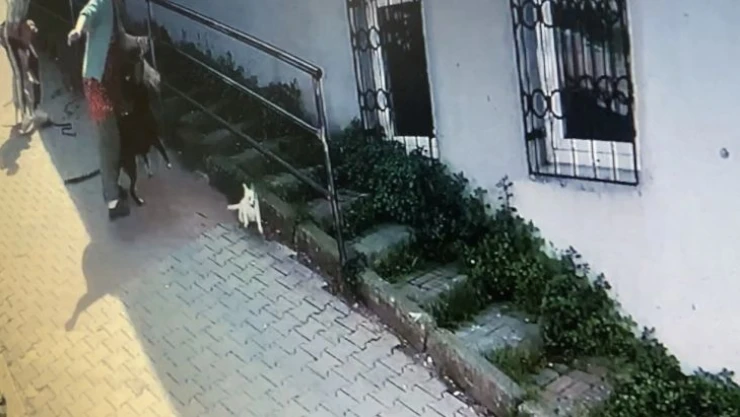 İstanbul'da korku dolu pitbull saldırısı kamerada: Köpeğini parka götüren kadın dehşeti yaşadı