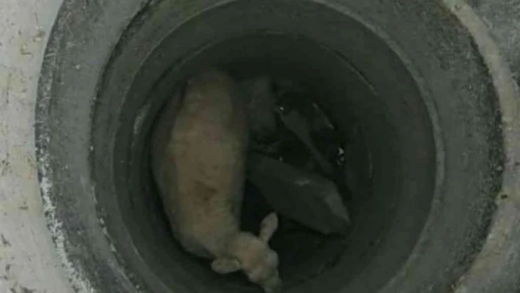 İtfaiye ekipleri rögara düşen küçükbaş hayvan için seferber oldu