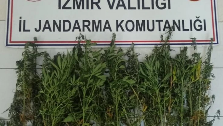 İzmir'de jandarmadan uyuşturucu operasyonu: 63 şüpheliye işlem