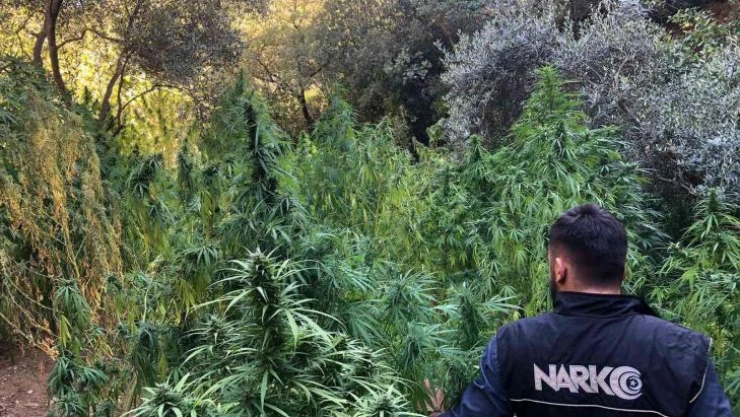 İzmir'de kenevir tarlasına baskın: 253 kök ele geçirildi