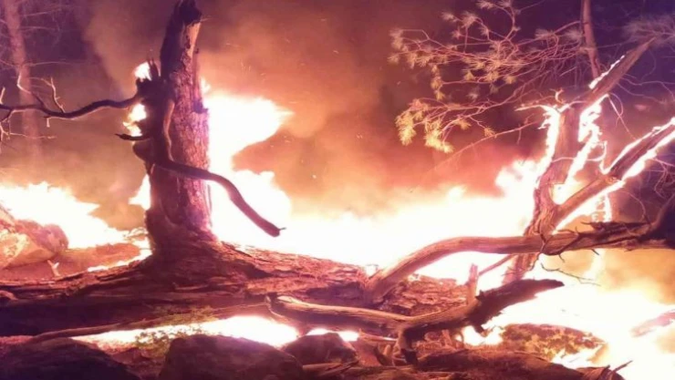 İzmir'de ormanlık alanda yangın paniği