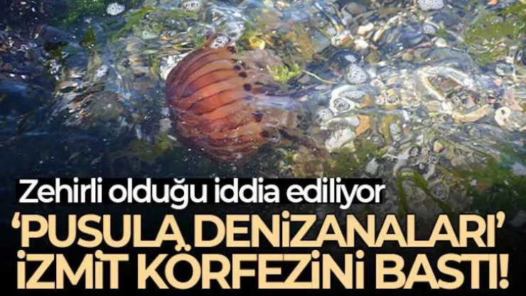 İzmit Körfezi'ni 'Pusula denizanaları' istila etti
