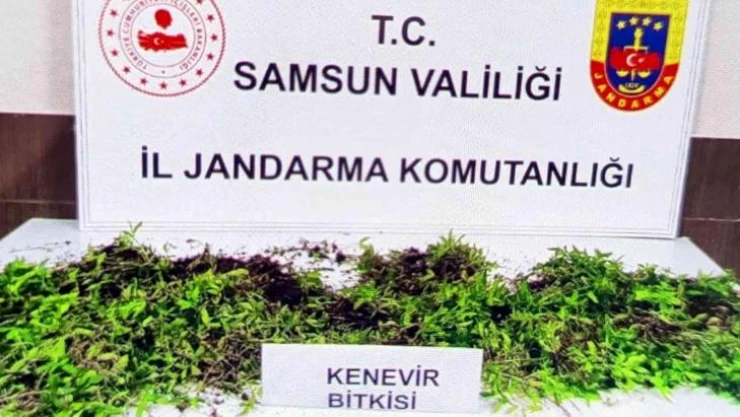 Jandarma 8 bin 758 kök kenevir bitkisi ele geçirdi