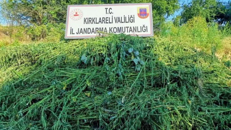 Jandarma drone ile tespit etti: 661 bin kök kenevir yakalandı