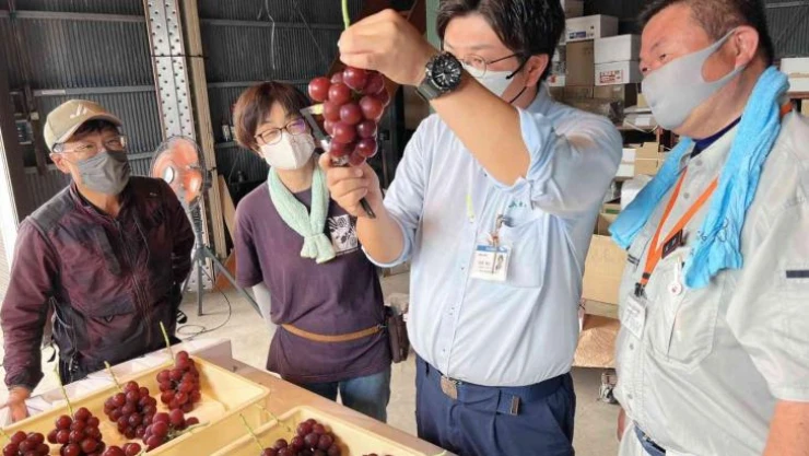 Japonya'da özel üretim salkım üzüm, 10 bin 800 dolara satıldı