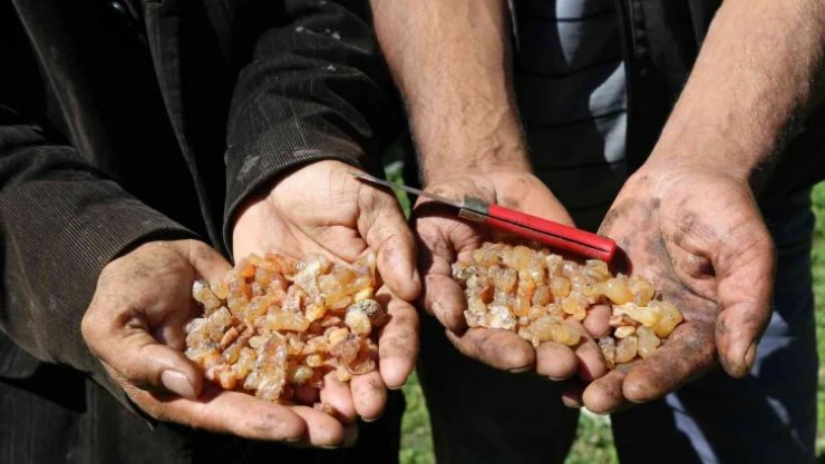 Kanser hastası eşinin tedavisi için sakız toplayıp satıyor