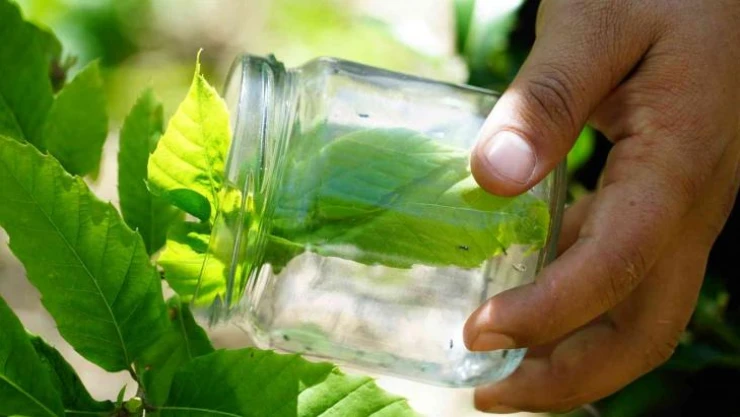 Karadeniz'de kestanede verimini düşüren gal arılarına karşı biyolojik mücadele başlatıldı